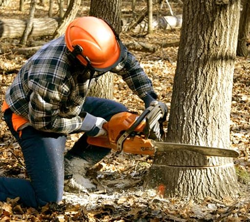 Tree Removal in Kingston, OK